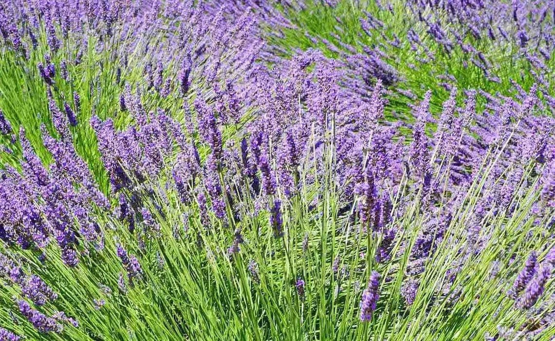 Beyaz Baston'dan Sağlamcılığa: Kör Olmak