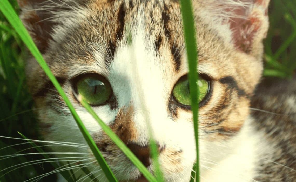 Kedilerin Karmaşık Beyni